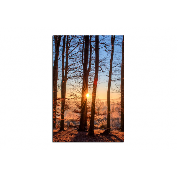Obraz na plátně - Podzimní ráno v lese - obdélník